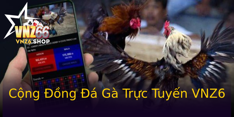 Cộng Đồng Đá Gà Trực Tuyến VNZ6